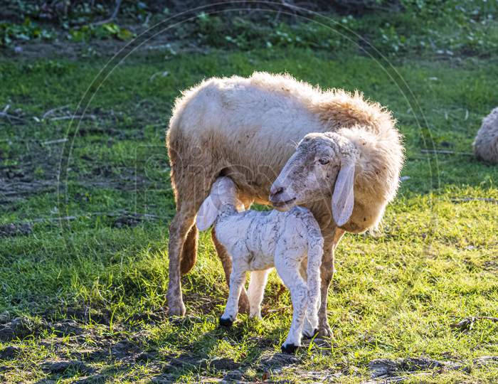 Mother and kid sheep on farmland