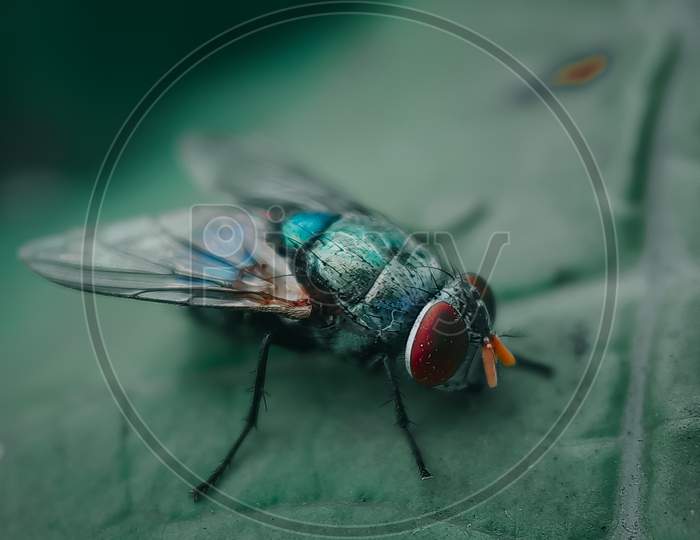 Macro shot of housefly on a leaf