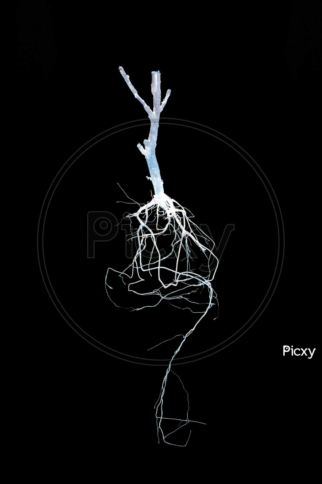 tree with roots illustration black and white