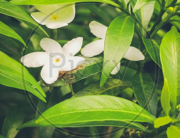 White Crepe Jasmine Flower With Green Leaves