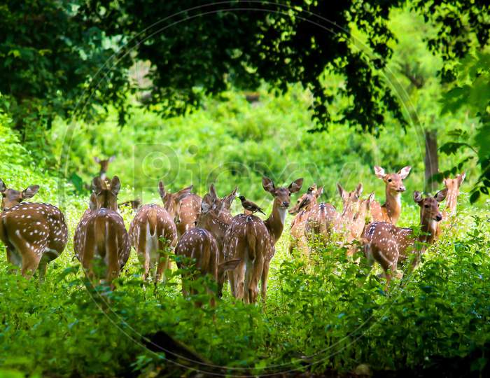 Spotted Deer, Sanjay Gandhi National Park
