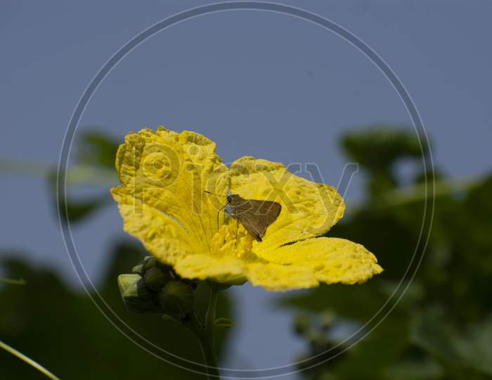 Close Up Loofah Luffa Gourd Yellow Flower, Luffa, Luffa Cylindrica