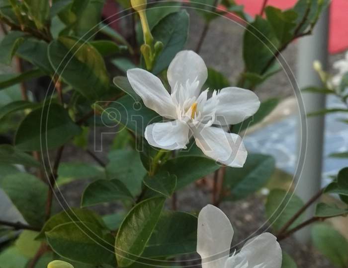 Jasmin flower plant in kerala