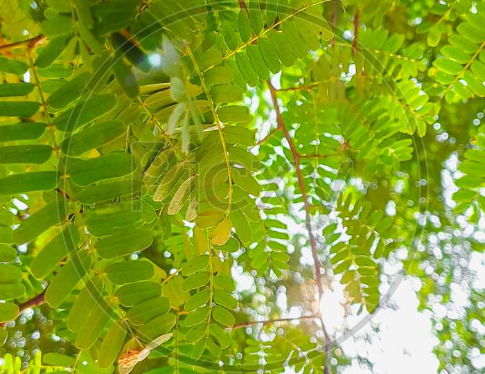 Small Green Leaves Of Tamarind Tree