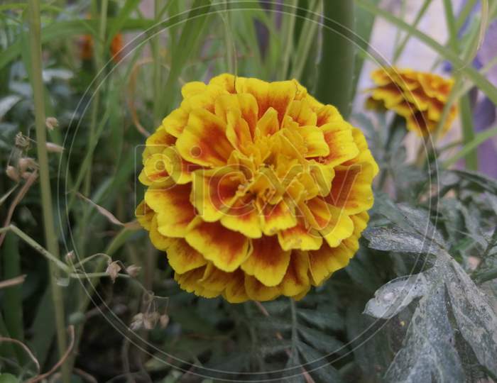 Yellow Marigold Flower_Genda