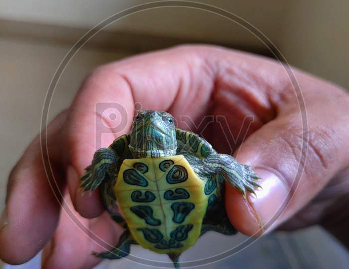 Red-Eared Slider Smiling Baby Turtle In Hands