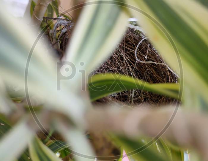 Nest inside tree