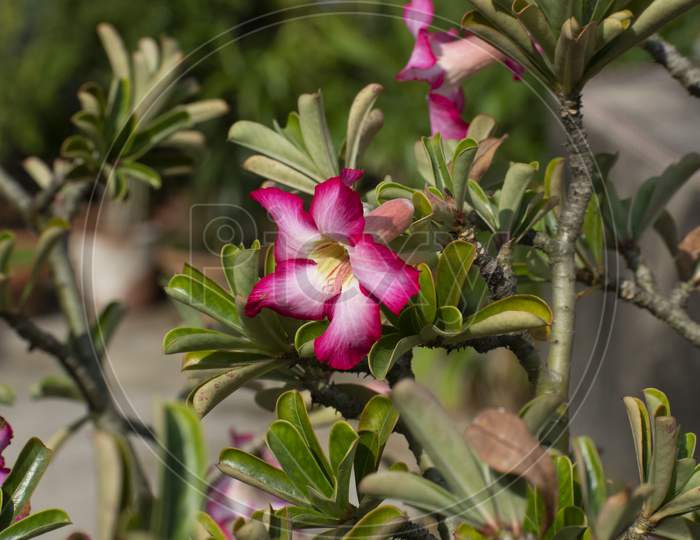 Adenium Is A Genus Of Flowering Plants In The Family Apocynaceae First Described As A Genus In 1819. It Is Native To Africa And The Arabian Peninsul