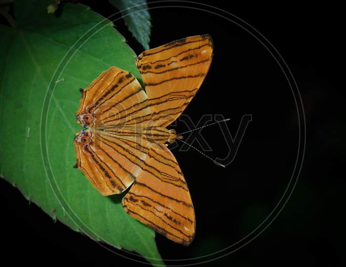 The common maplet butterfly