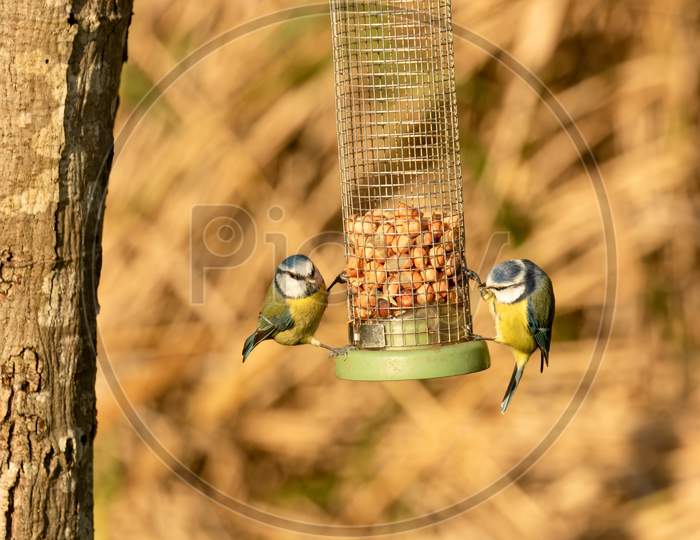 Two cute small Blue Tit, Cyanistes Caeruleus, perched on wire bird feeder filled with peanuts