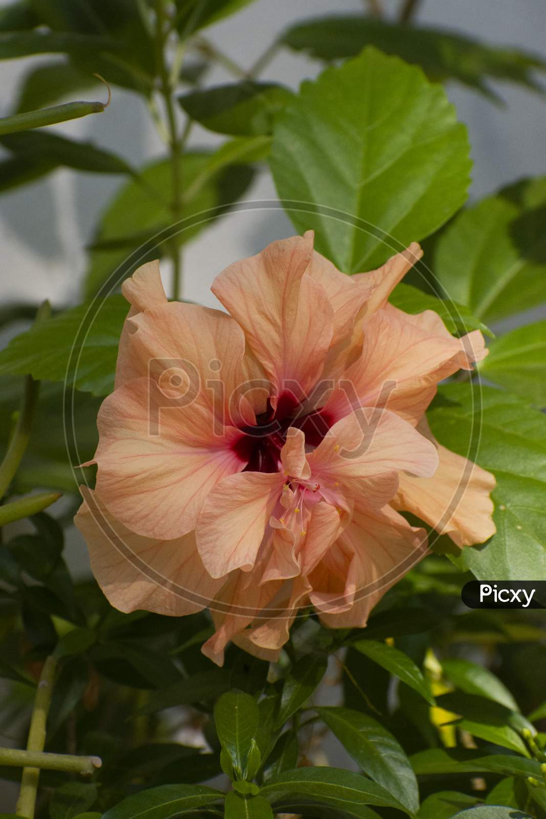 Hibiscus Rosa-Sinensis, Known Colloquially As Chinese Hibiscus, China Rose, Hawaiian Hibiscus