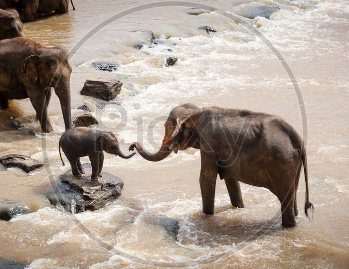 Love of mother elephant and a happy baby elephant