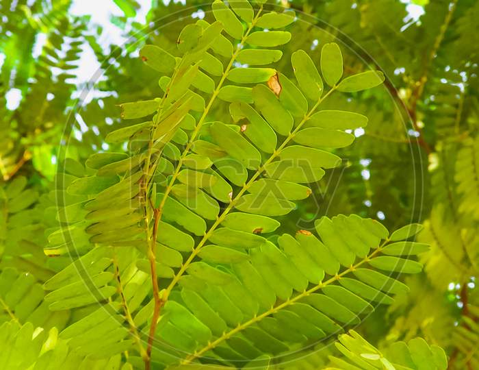 Small Green Leaves Of Tamarind Tree