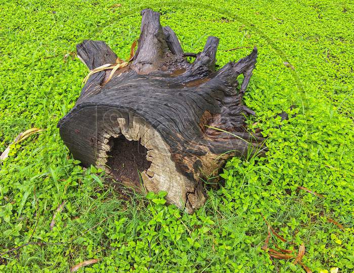 Cut tree stump