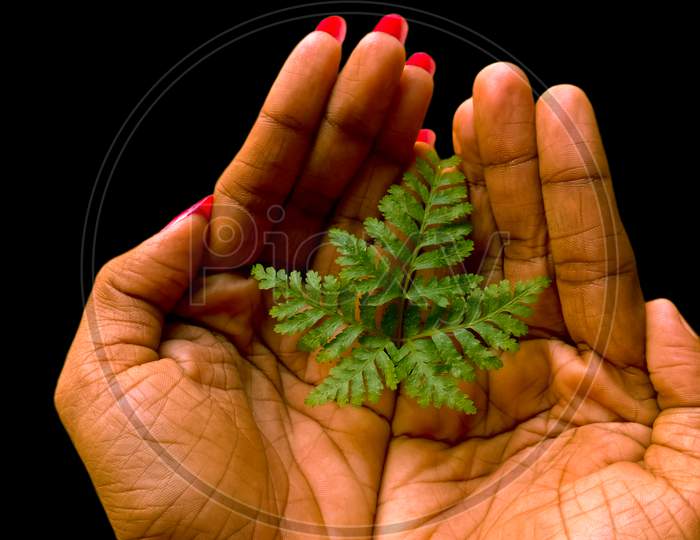 Closeup view of hand holding a green leaf isolated on dark background.