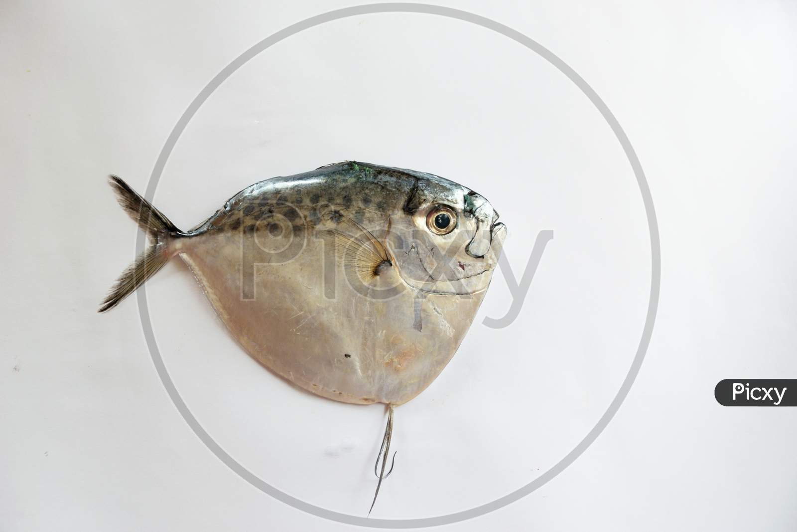 Fresh Razor Moonfish/Razor Trevally Fish Isolated On Whitebackground.
