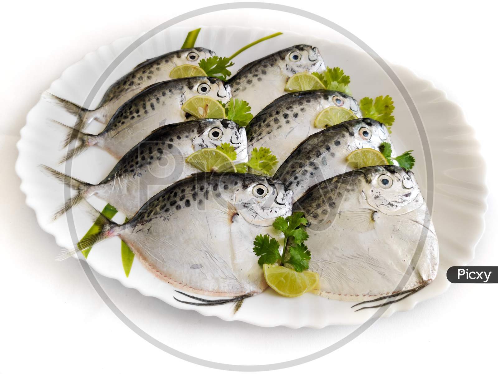 Fresh Razor Moonfish/Razor Trevally Fish, Decorated With Herbs And Lemon Slice On A White Plate.