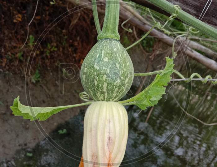 Small Green Colored Raw Pumpkin With Flower