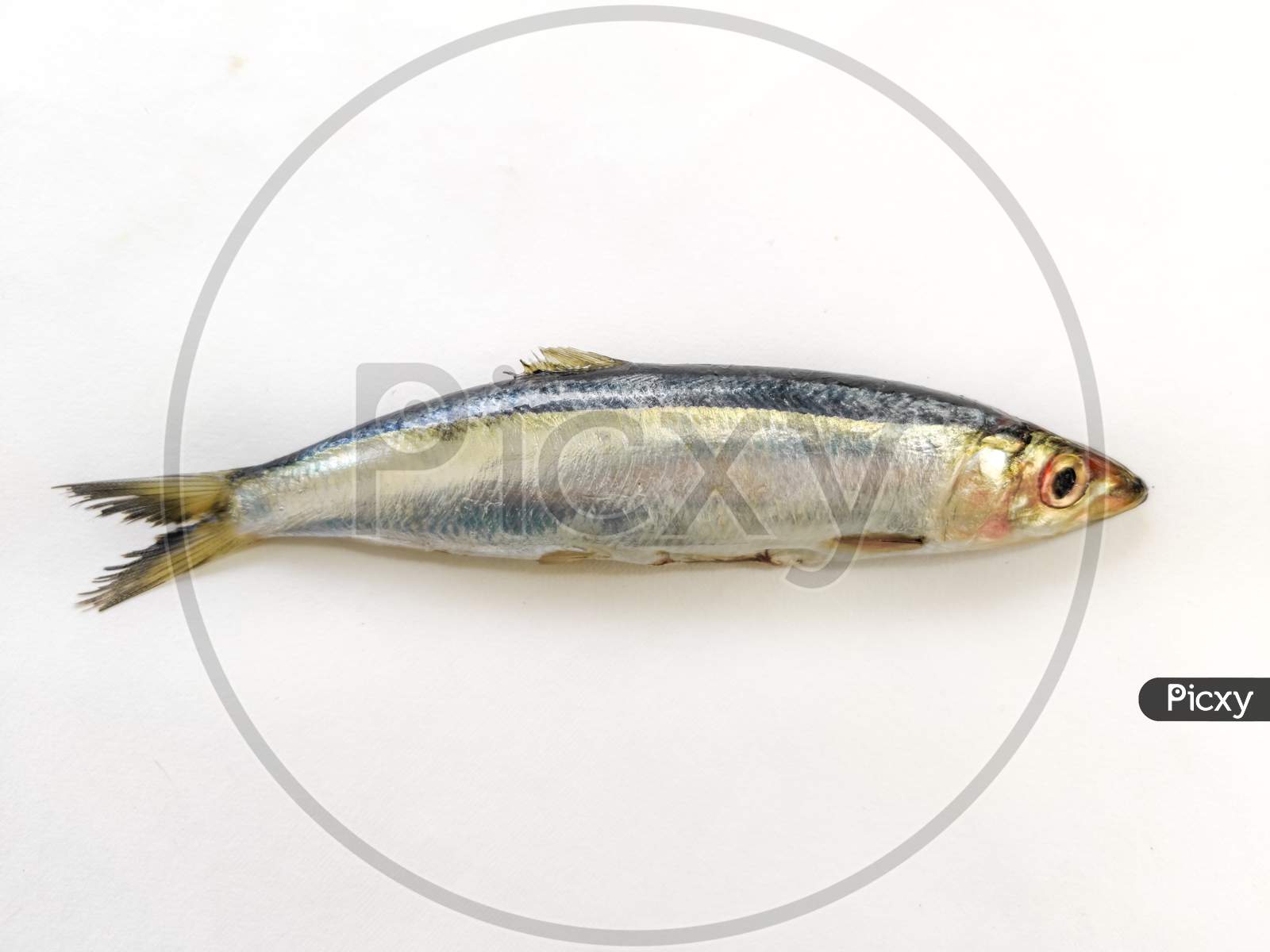 Image of Closeup View Of Slender Rainbow Sardines Isolated On White ...