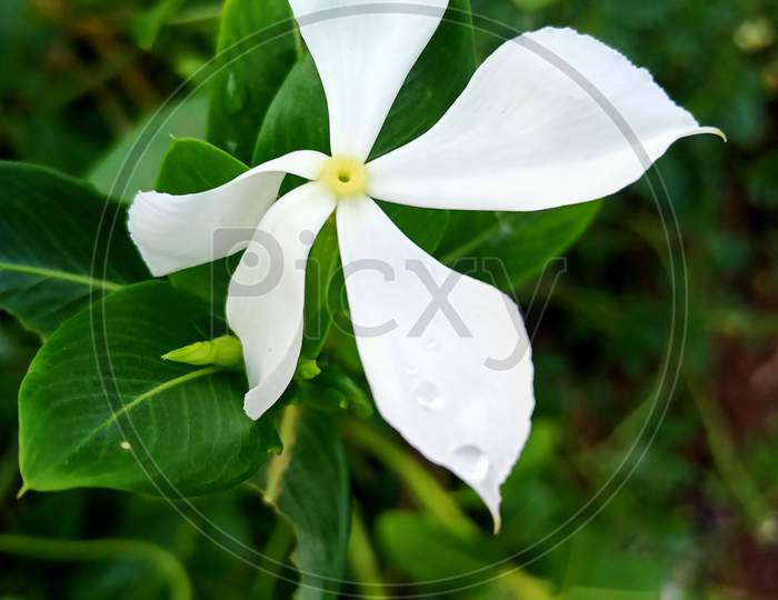 Sadaahuhagi flower white