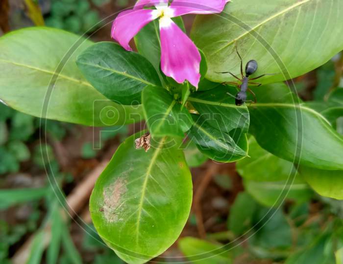 Sadasuhagi flower perpal color
