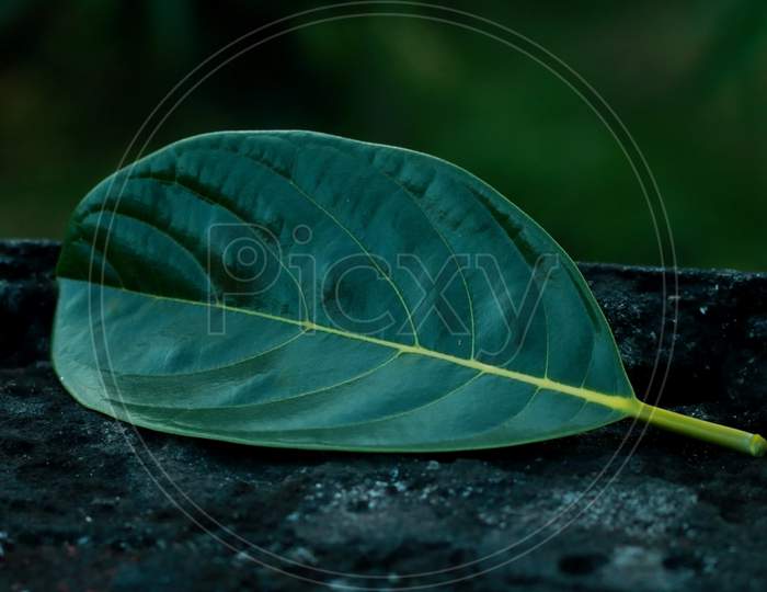 jackfruit leaves in blur background,beautiful green leafs