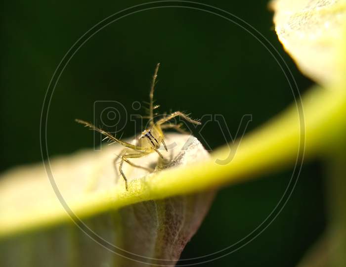 Little spider in action sitting on a leaf