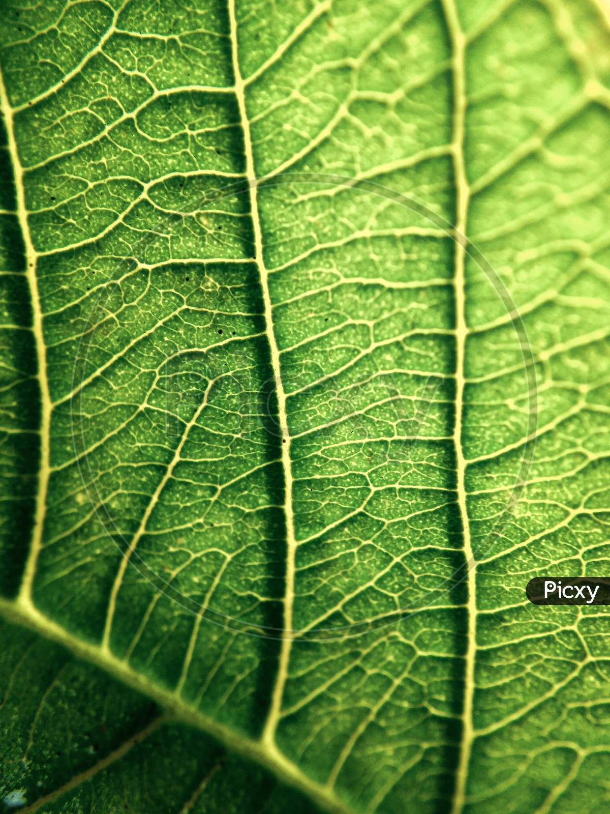 Amazing details of leaves with great texture