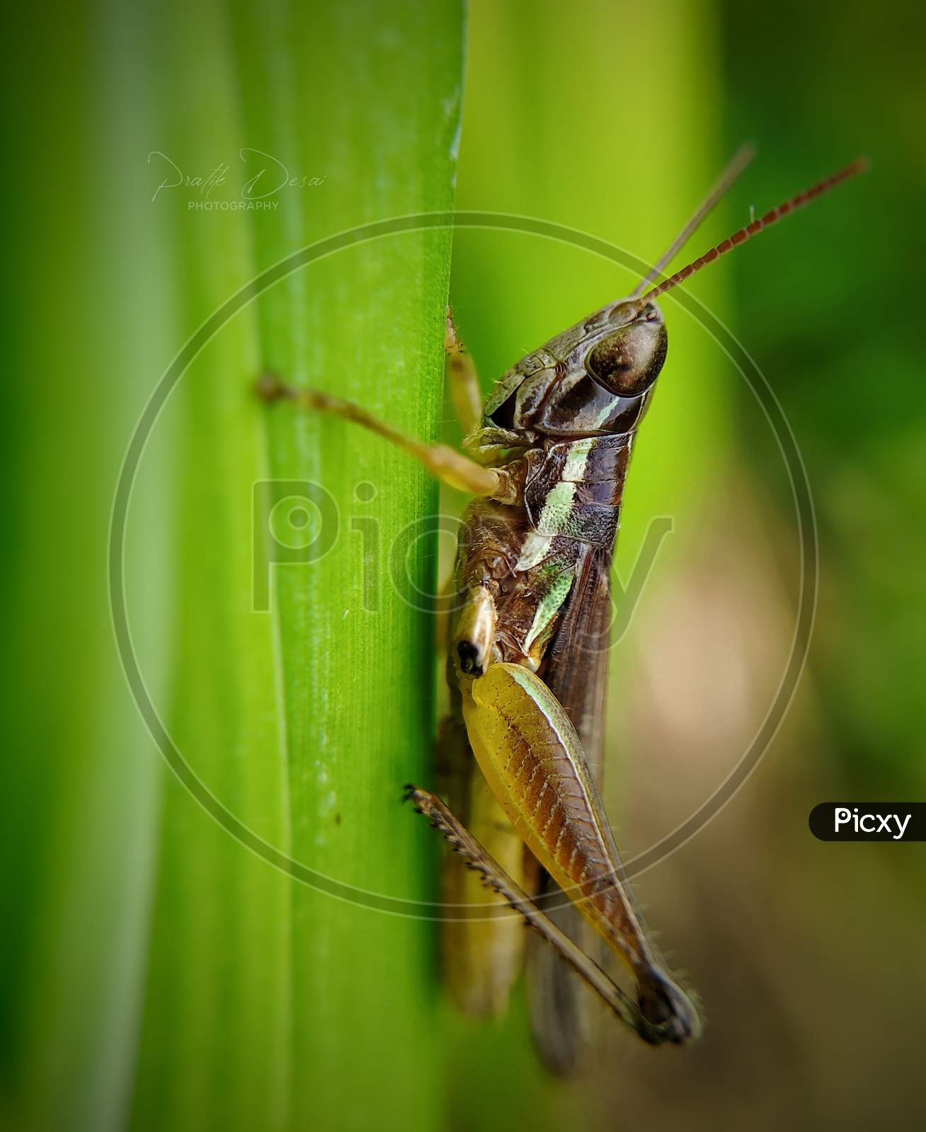 Extreme details of a grasshopper sitting on a grass with satisfaction