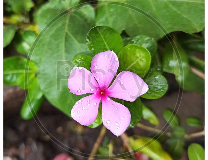 Flower and water drops
