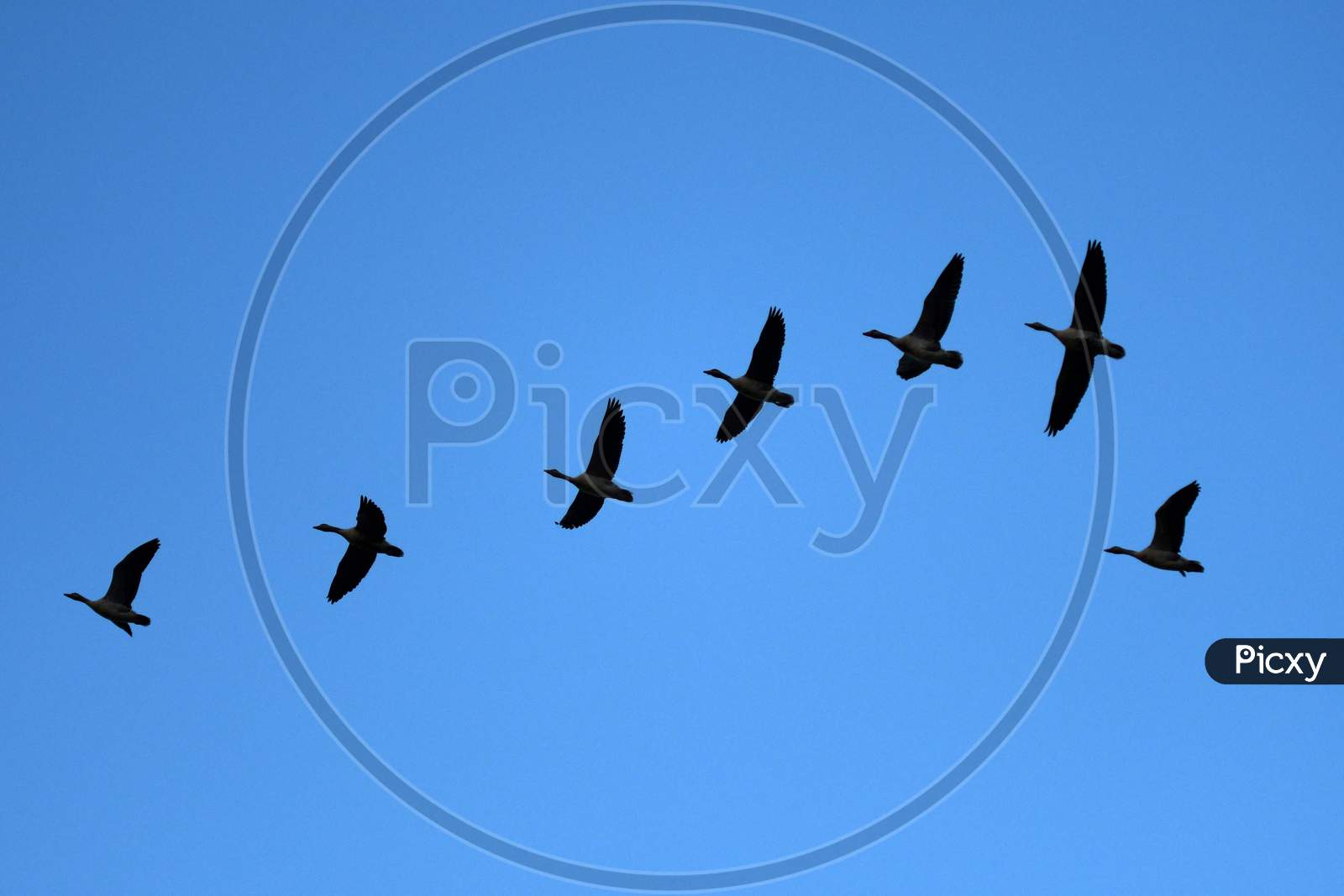 Migratory greylag geese fly  at Pobitora Wildlife Sanctuary in Morigaon district, in the northeastern state of Assam on Nov 8,2020