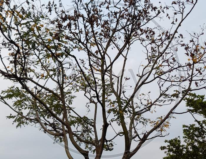 Autumn season tree branches