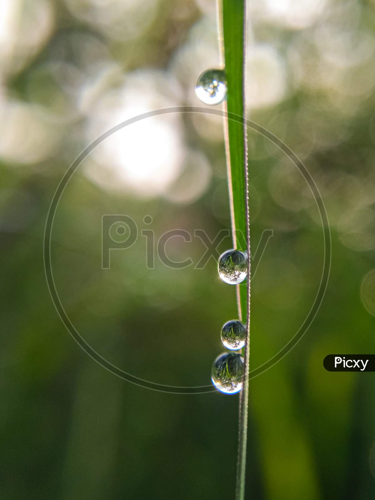 Water droplet on grass in the Morning