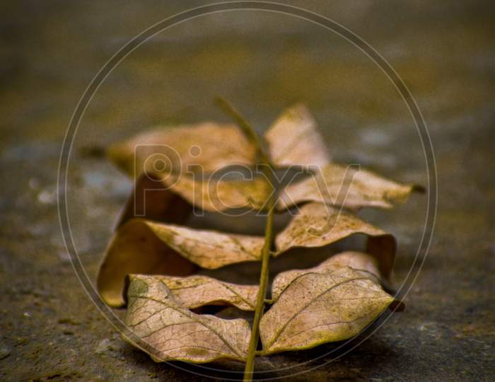 Brown leaf image