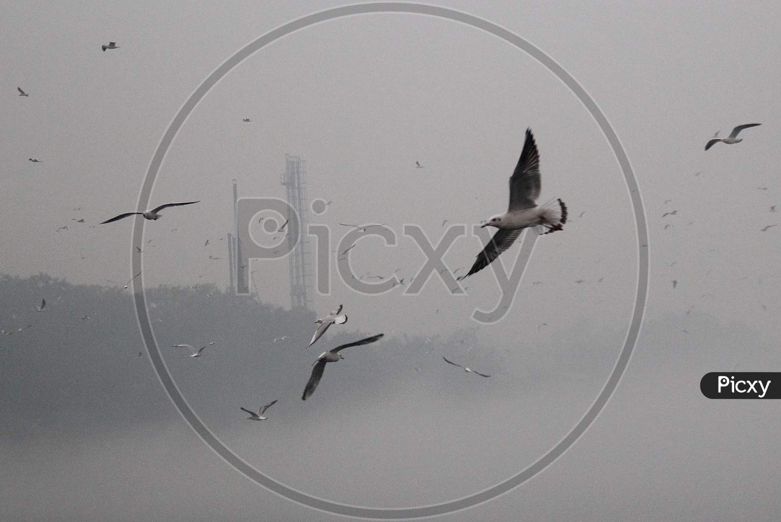 A flock of seagulls fly over the Yamuna river on a smoggy morning in New Delhi, November 9, 2020.