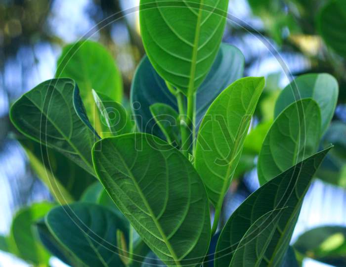 jackfruit leaves in blur background,beautiful green leafs