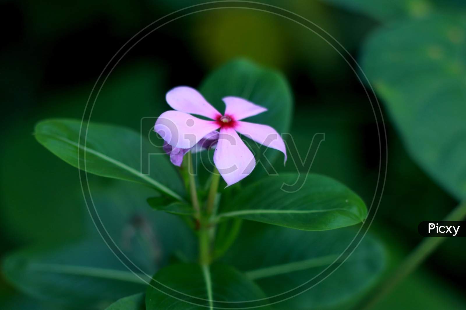 little pink color flower in blur background