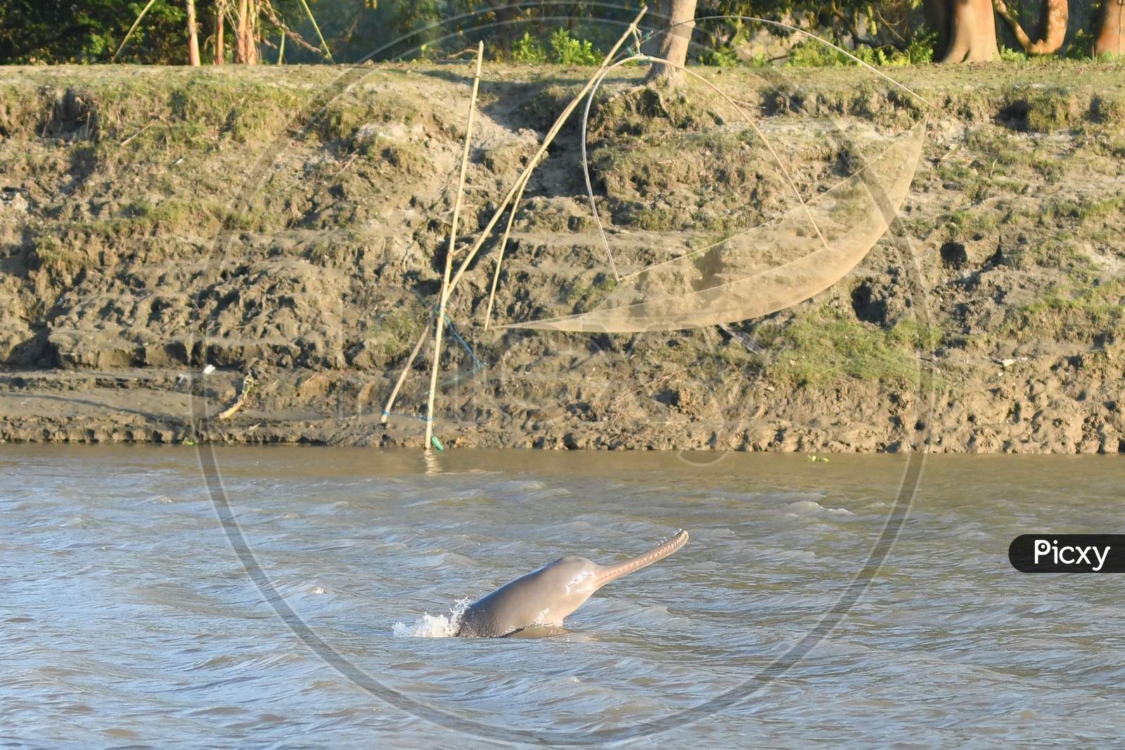 A  river dolphin surfaces in the Brahmaputra river at Kashokhila village in Morigaon district, some 50 kms from Guwahati, the capital city of India's northeastern state of Assam on Nov 8,2020.
