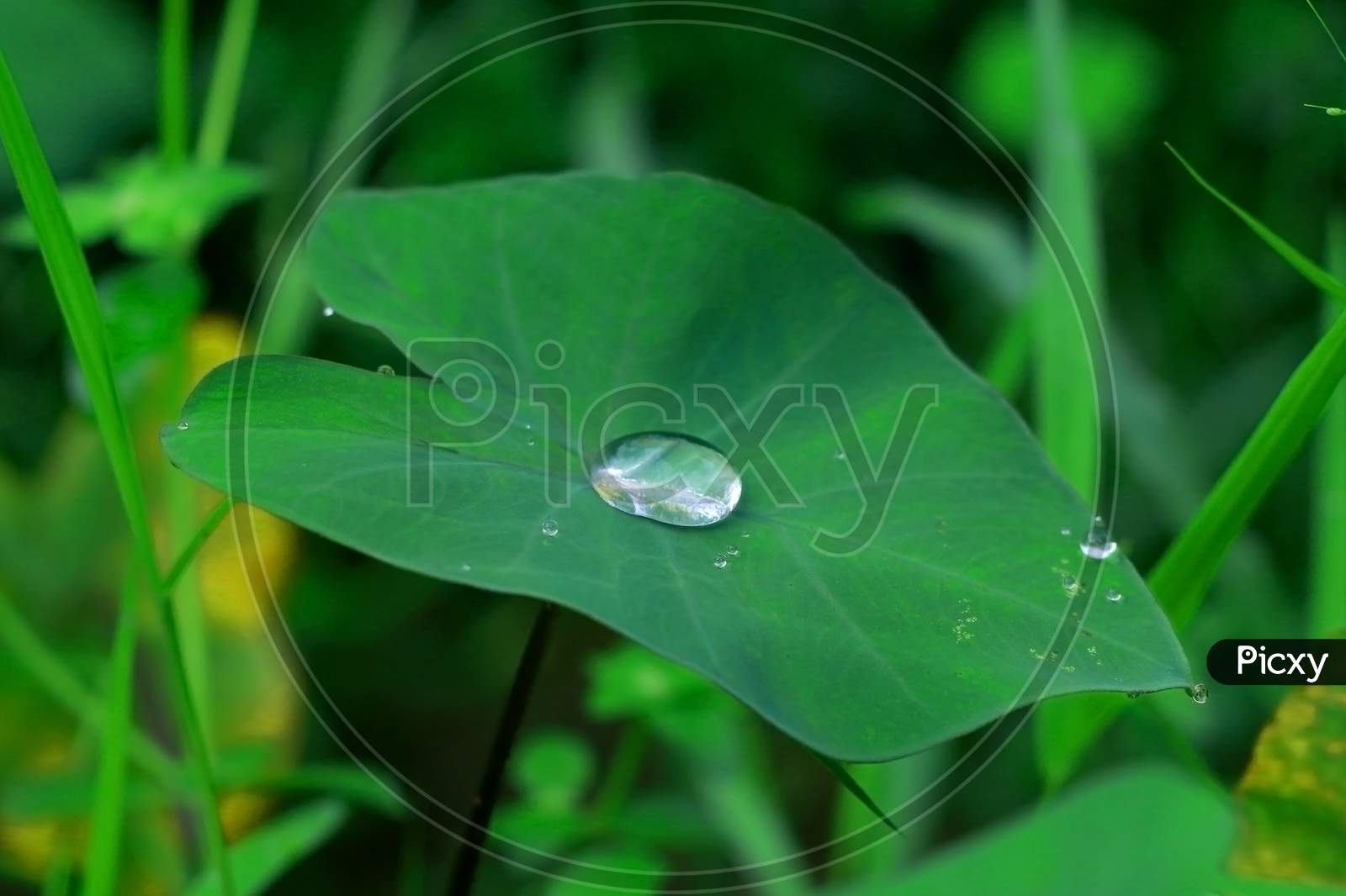 Raindrops on Cucumber leaves