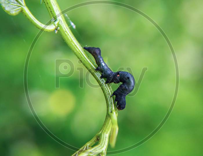 Worm on a plant