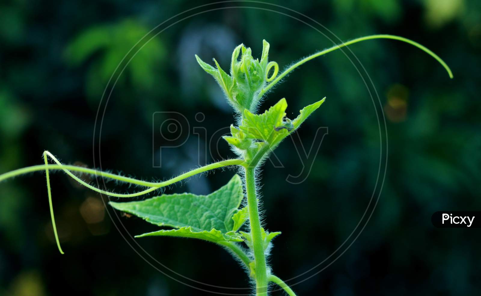 Blur ground background with young green plant leaves shallow depth of field under natural sunlight and dark environment in garden outdoor for peaceful mood backdrop or background