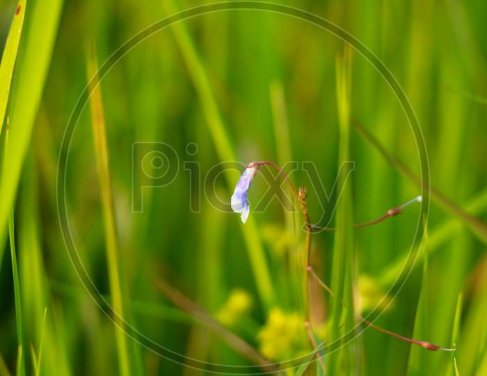 Tiny White And Pink Color Flower Of A Weed Plant In The Paddy Field