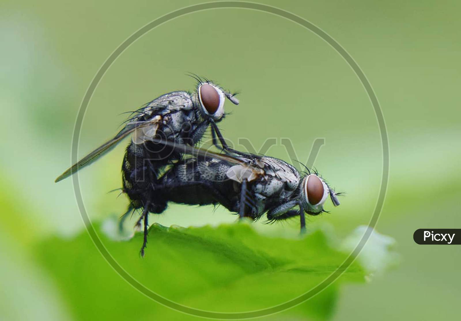 Housefly Insect