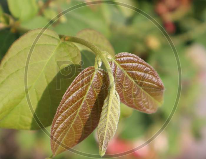 Close up picture of leaf