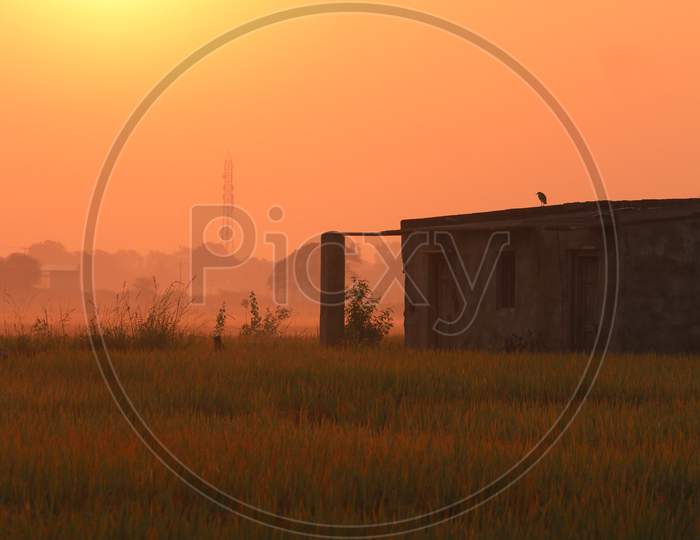 Foggy mornings in paddy fields