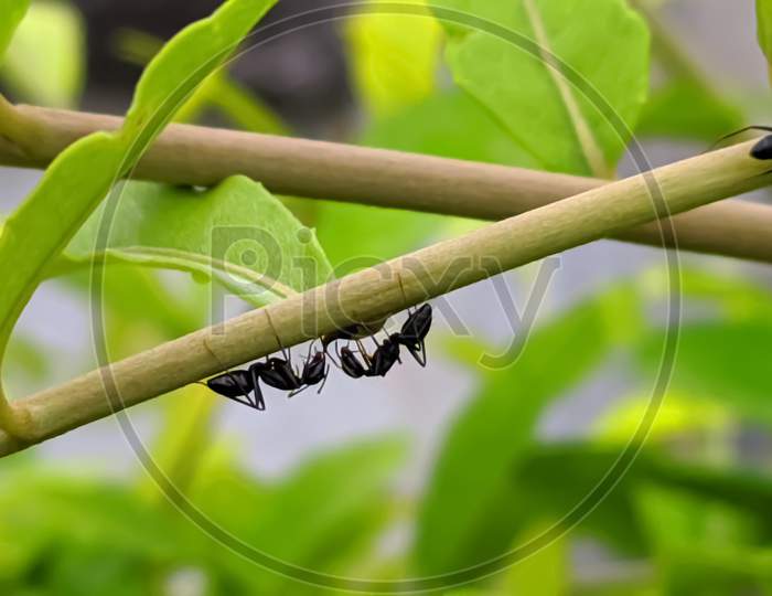 ant's garden ant's on leaf