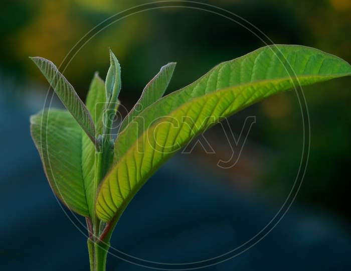 guave leaf in blur background,