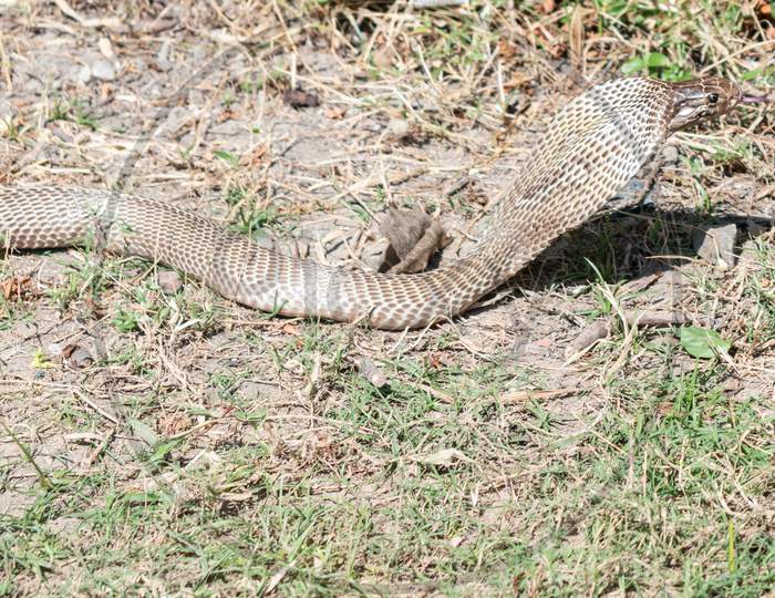 An Indian cobra (Naja naja), coming out from the jungle during the day