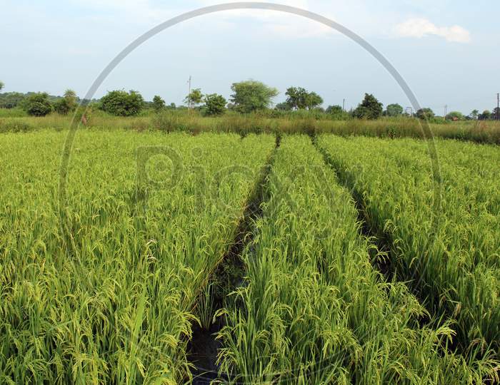 Rice crop field in the developing state after 60 days of plantation.