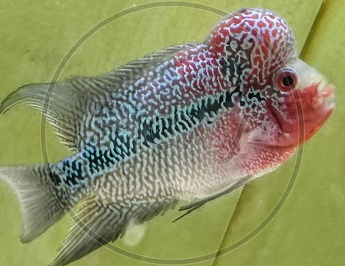 Flowerhorn Red Magma Cichlids fish